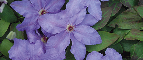 Clematis Collection