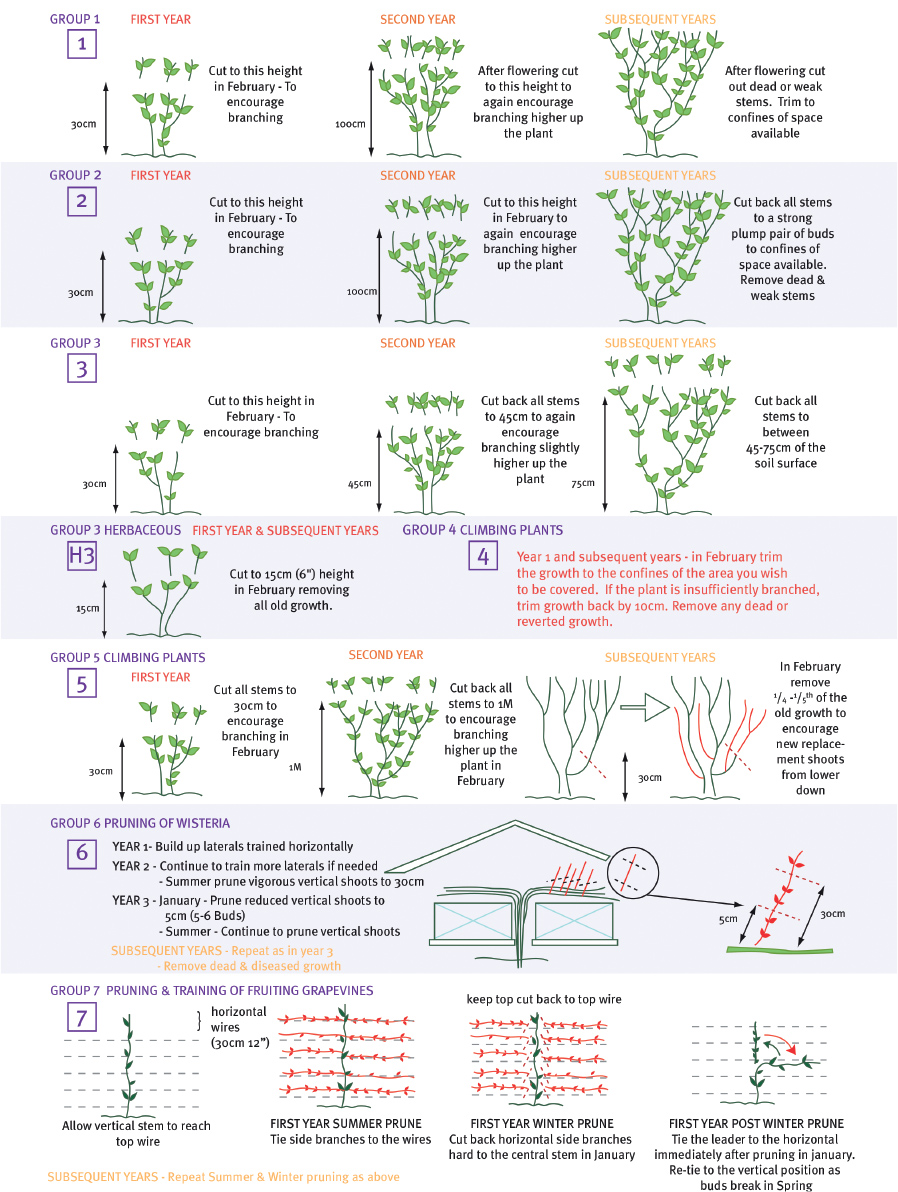 Pruning Instructions