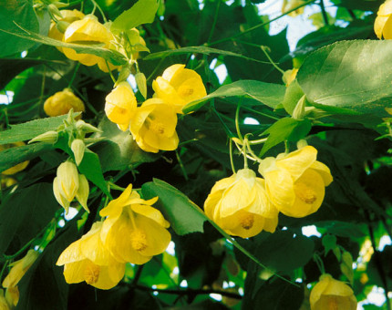 Abutilon canary bird