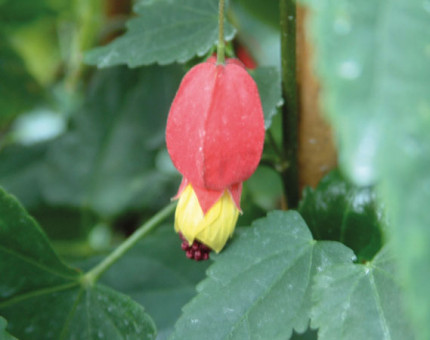 Abutilon megapotamicum