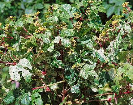 Ampelopsis brevipedunculata elegans