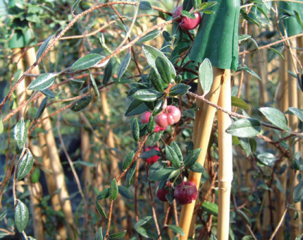 Billardiera longiflora cherry berry