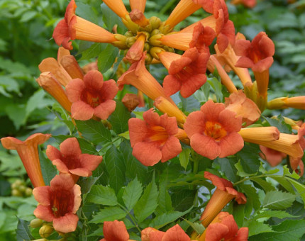 Campsis radicans flamenco