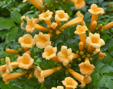 Campsis radicans flava