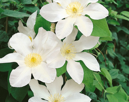 Clematis alibast (tm poulala)