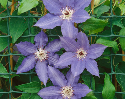 Clematis alice fisk