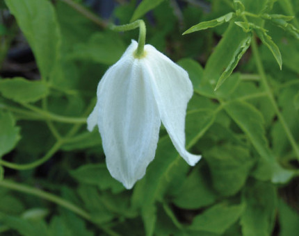 Clematis alpina burford white