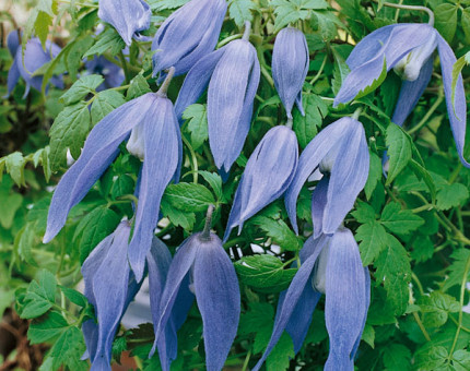 Clematis alpina francis rivis