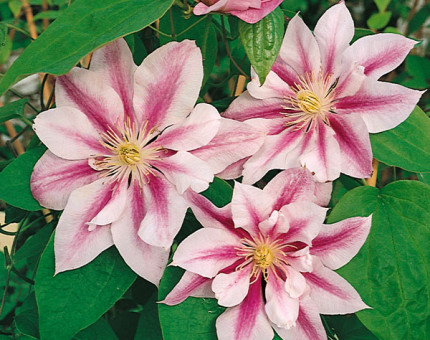 Clematis andromeda