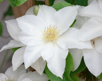 Clematis aneta  (tm evipo055)