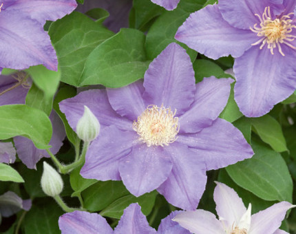 Clematis angelique (tm evipo017)