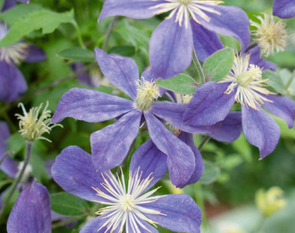 Clematis arabella