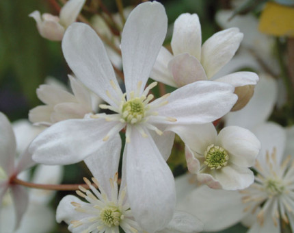 Clematis armandii snowdrift