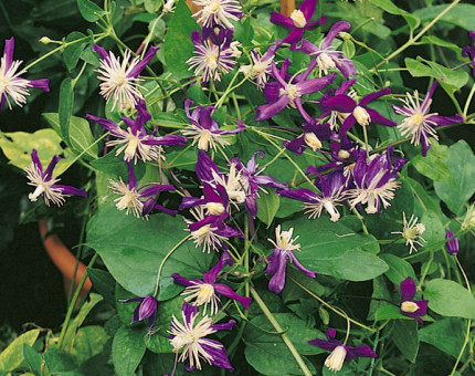 Clematis aromatica