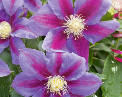 Clematis barbara jackman