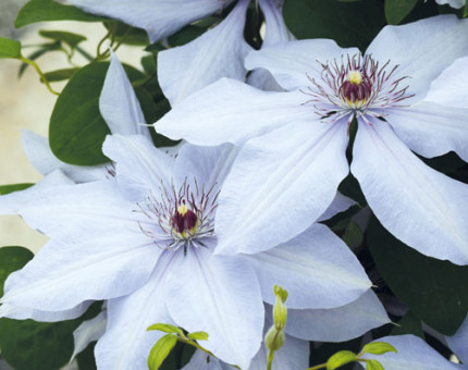 Clematis bernadine