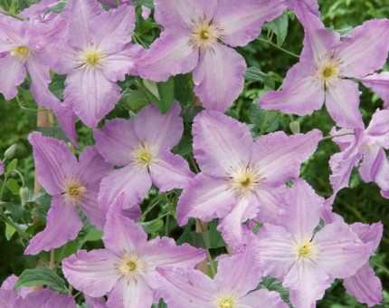 Clematis blue angel