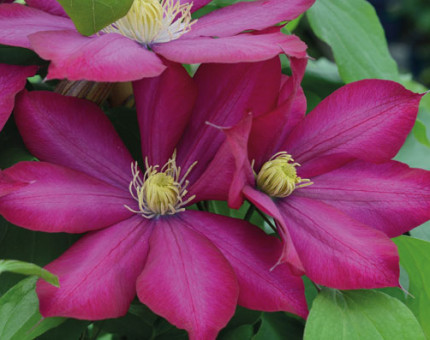 Clematis bourbon