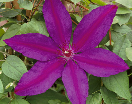 Clematis burma star