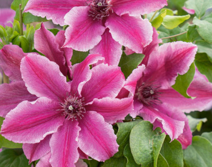Clematis carnaby