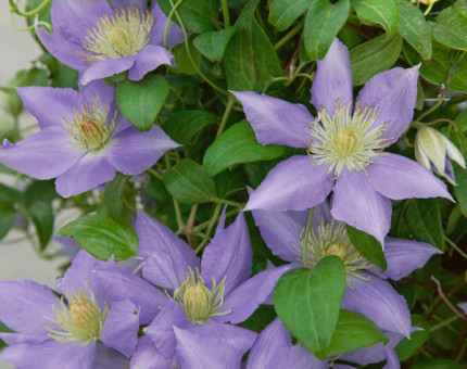 Clematis cezanne (tm evipo023)