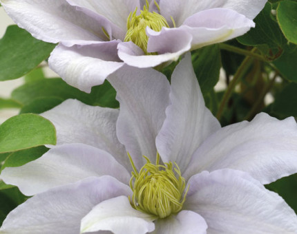 Clematis chelsea