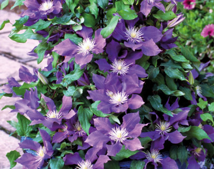 Clematis chevalier