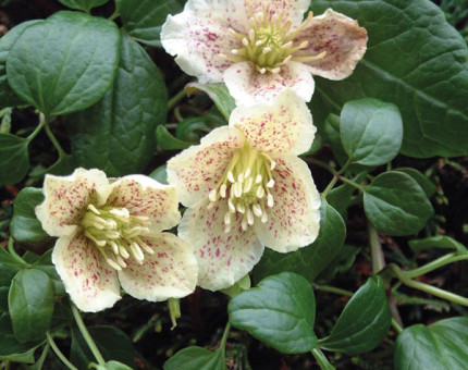 Clematis cirrhosa calycina