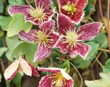 Clematis cirrhosa freckles