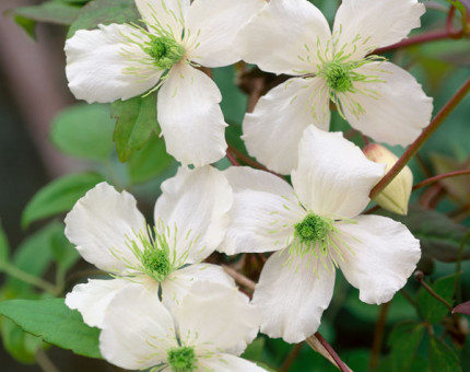 Clematis cirrhosa wisley cream