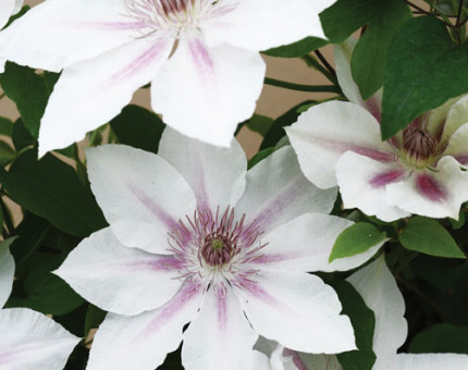 Clematis corinne