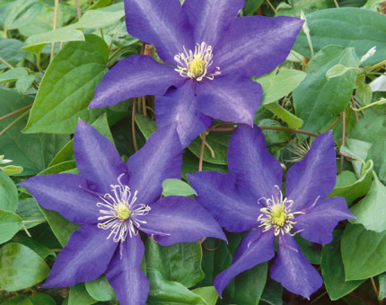 Clematis daniel deronda