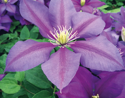 Clematis dazzle