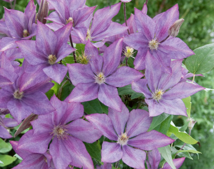 Clematis dorothy walton