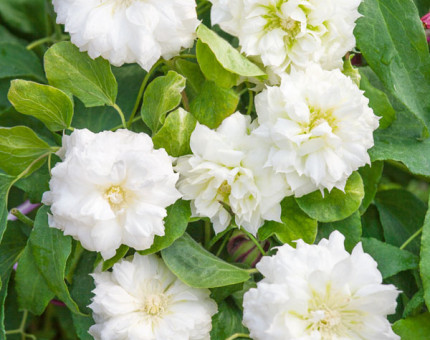 Clematis duchess of edinburgh