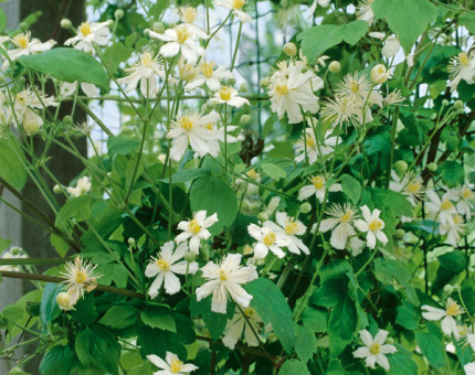Clematis fargesioides summer snow