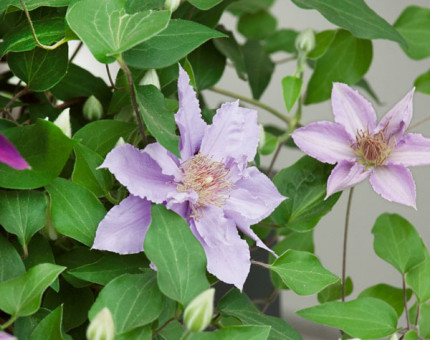 Clematis filigree (tm evipo029)