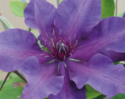 Clematis fleuri (tm evipo042)