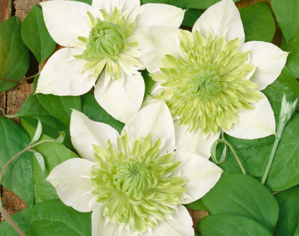 Clematis florida alba pleana