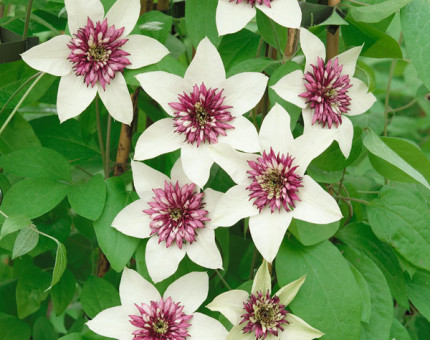 Clematis florida sieboldii