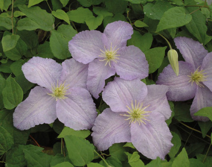 Clematis forget me not