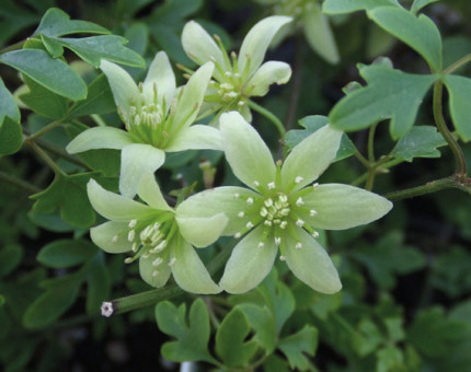 Clematis fragrant oberon