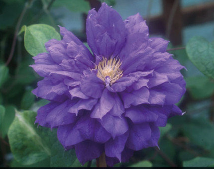 Clematis franziska marie (tm evipo008)