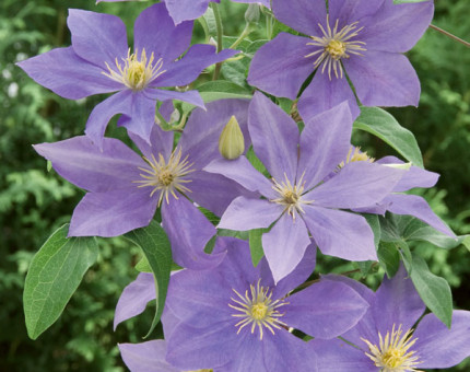 Clematis fujimusume