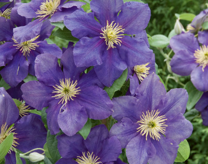 Clematis general sikorski