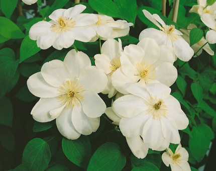 Clematis guernsey cream