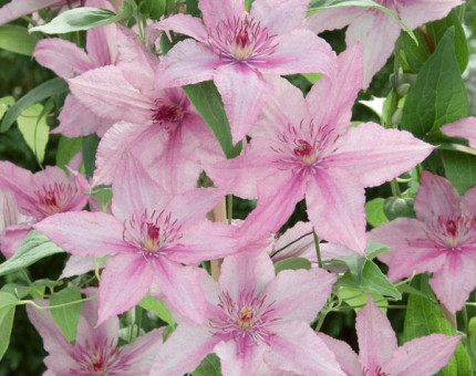 Clematis hagley hybrid