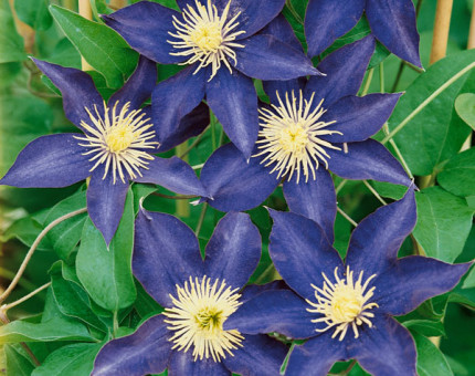 Clematis haku ookan