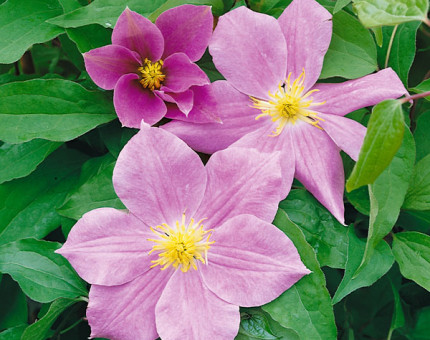 Clematis hanagaruma