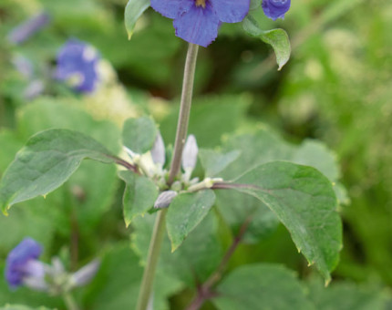 Clematis heracleflolia cassandra